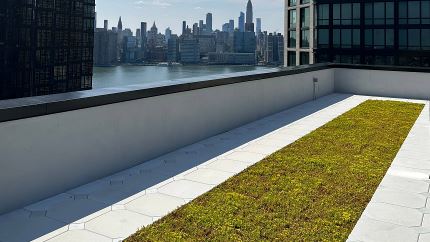 Extensive Vegetated Roofs