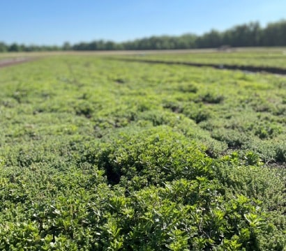 vegetated roof